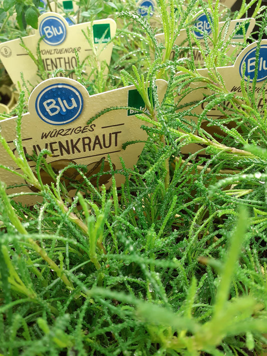 Blu Bio Olivenkraut Santolina viridis