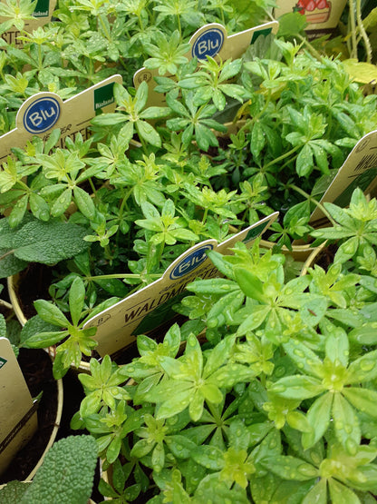 Blu Bio Waldmeister Galium odoratum