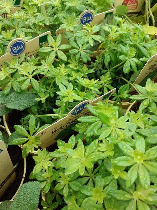 Blu Bio Waldmeister Galium odoratum