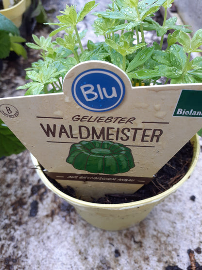 Blu Bio Waldmeister Galium odoratum