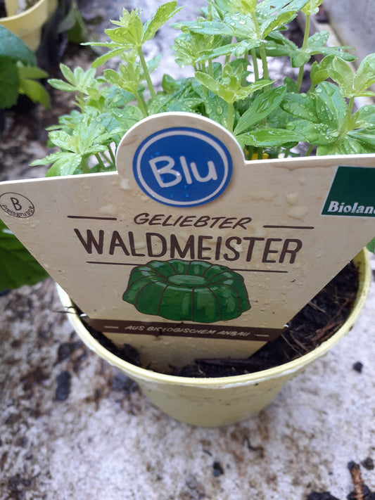 Blu Bio Waldmeister Galium odoratum