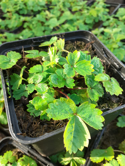 Fragaria vesca var. semperflorens 'Alexandria' Garten-Monats-Erdbeere