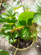 Blu Bio Erdbeere  Fragaria vesca