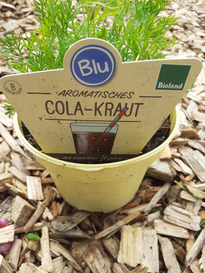 Blu Bio Cola-Kraut  Artemisia abrotanum var. maritima