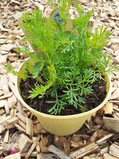 Blu Bio Cola-Kraut  Artemisia abrotanum var. maritima
