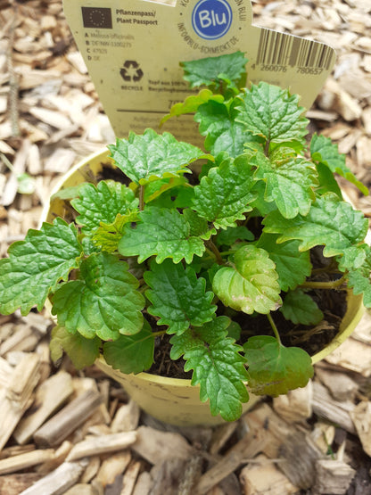Blu Bio Zitronenmelisse Melissa officinalis