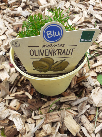 Blu Bio Olivenkraut Santolina viridis