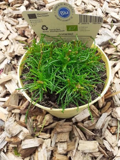 Blu Bio Olivenkraut Santolina viridis