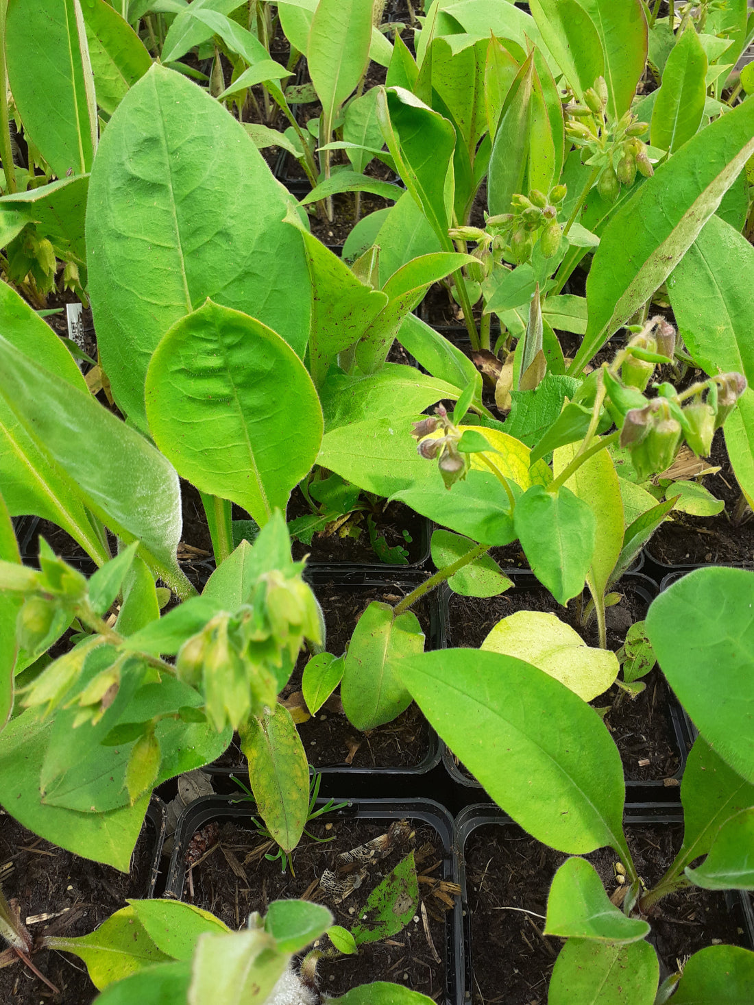 Pulmonaria officinalis Echtes Lungenkraut