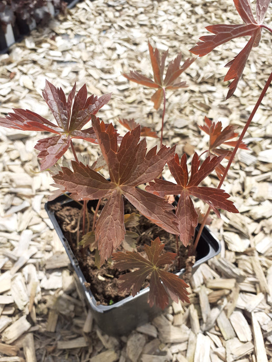 Geranium maculatum 'Schokoprinz' Braunblättriger Storchschnabel