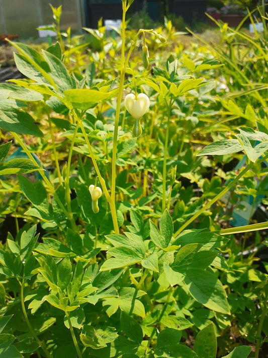 Dicentra spectabilis 'Alba' Hohe Herzblume, Tränendes Herz