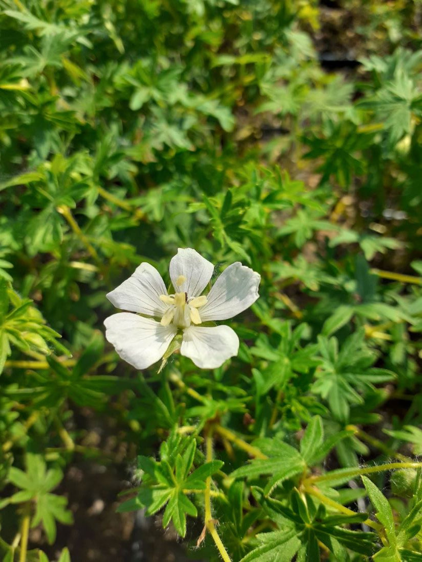 Geranium sanguineum 'Album' Schnee-Storchschnabel