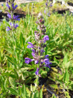 Salvia nemorosa 'Rügen' Blüten-Salbei