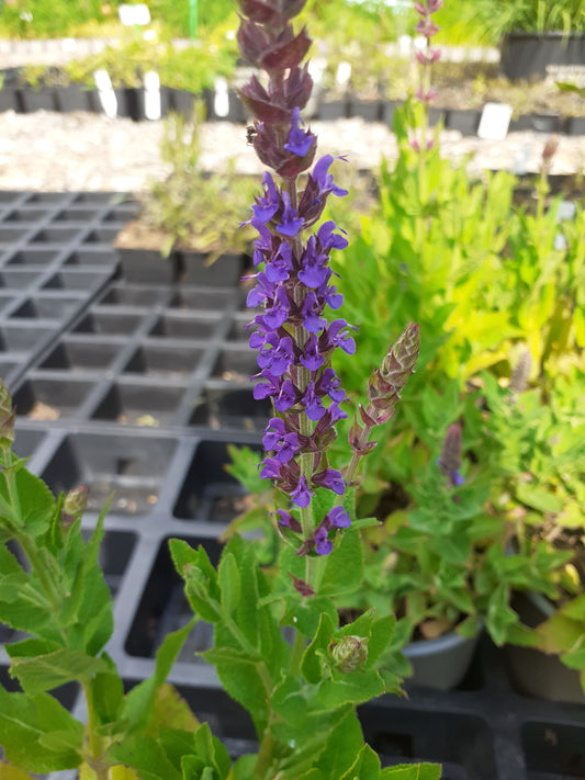 Salvia nemorosa 'Ostfriesland' Blüten-Salbei