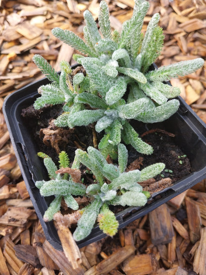 Achillea tomentosa 'Aurea' Teppich- Garbe