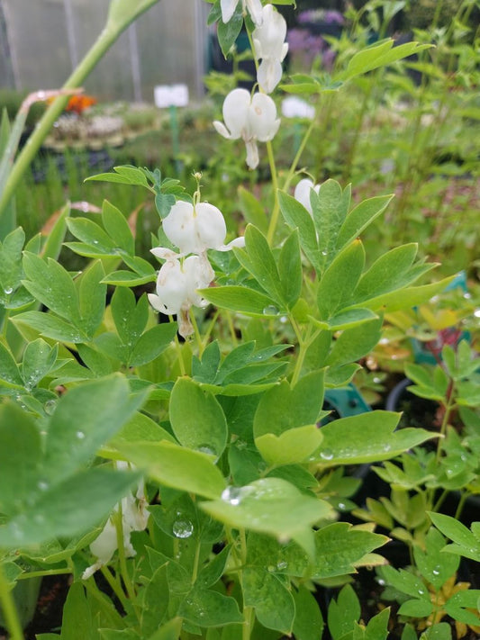 Dicentra spectabilis 'Alba' Hohe Herzblume, Tränendes Herz