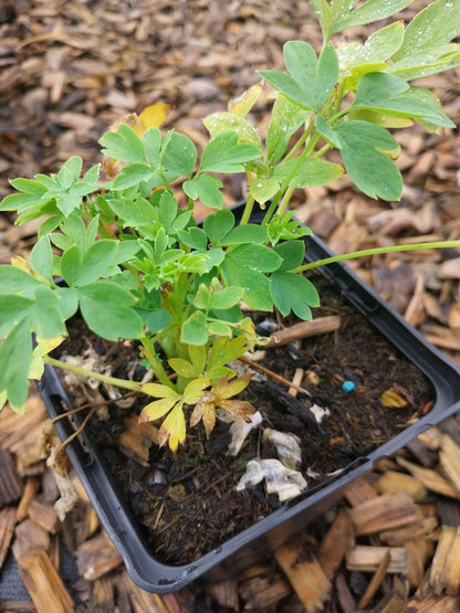 Dicentra spectabilis 'Alba' Hohe Herzblume, Tränendes Herz