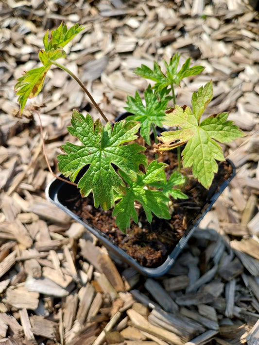 Geranium endressii  Pyrenäen-Storchschnabel
