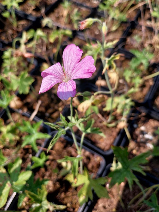Geranium endressii  Pyrenäen-Storchschnabel