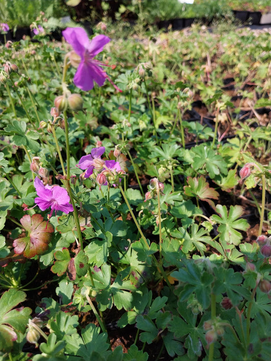 Geranium × cantabrigiense 'Cambridge' Storchschnabel