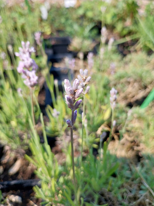 Lavandula angustifolia 'Miss Katherine' Lavendel