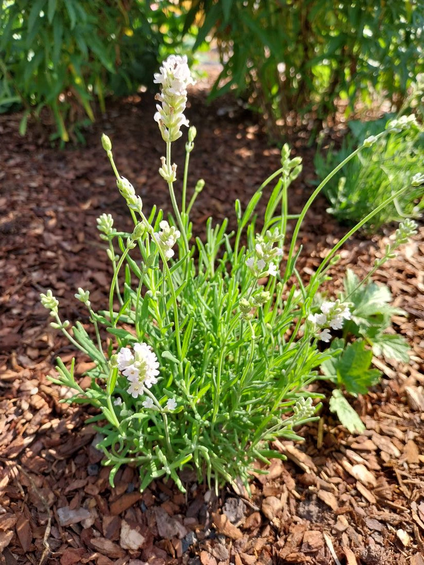 Lavandula angustifolia 'Nana Alba' Weißblühender Lavendel