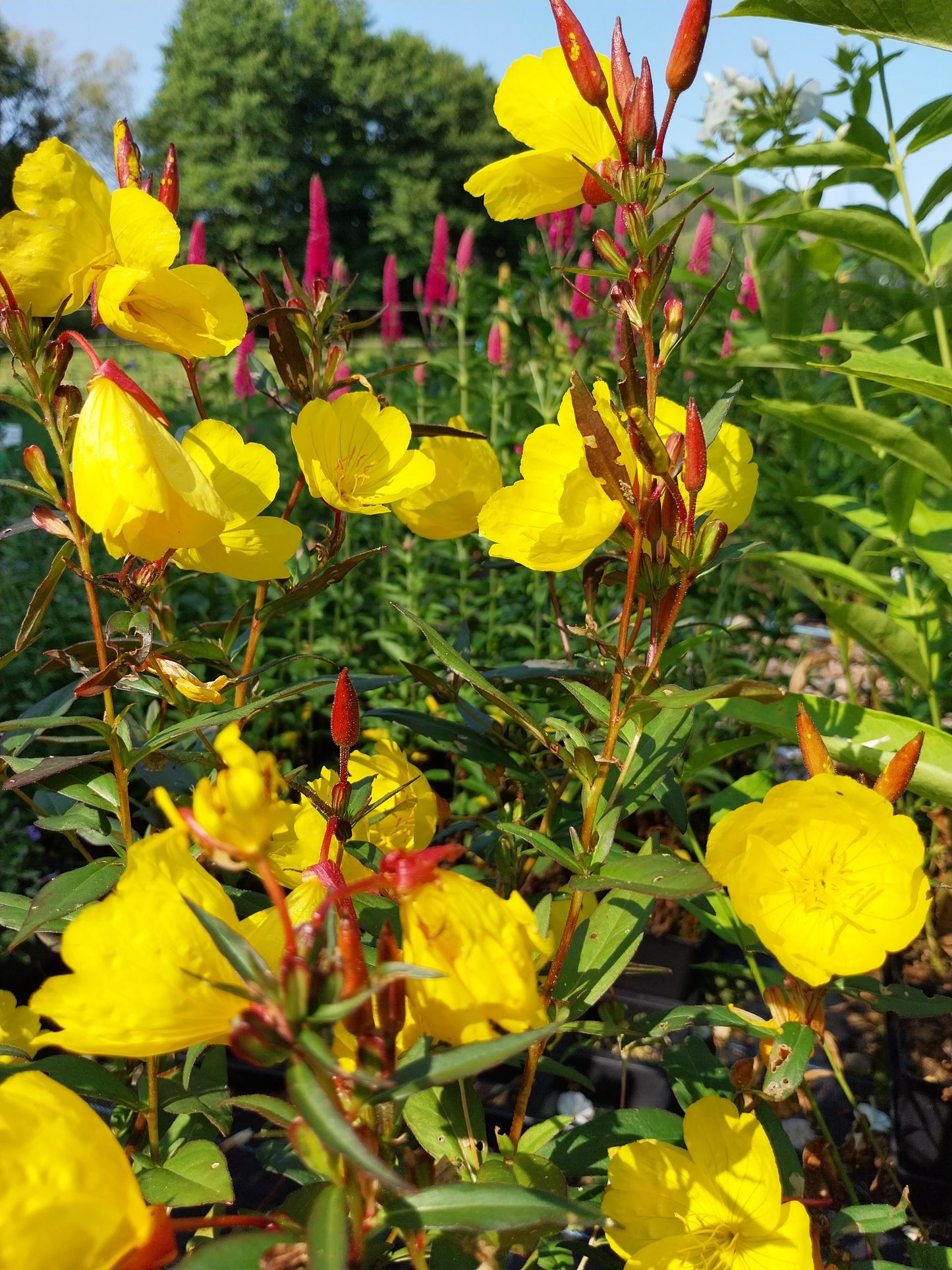 Oenothera tetragona 'Sonnenwende' Nachtkerze
