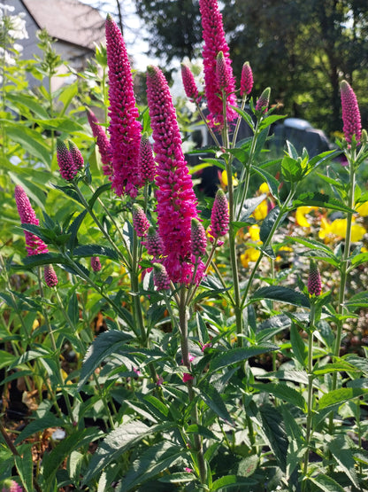 Veronica spicata 'First Love' Ehrenpreis