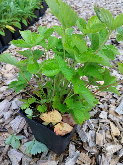 Fragaria vesca var. semperflorens 'Alexandria' Garten-Monats-Erdbeere