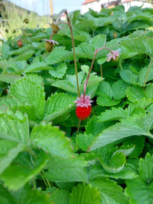 Fragaria vesca var. semperflorens 'Alexandria' Garten-Monats-Erdbeere