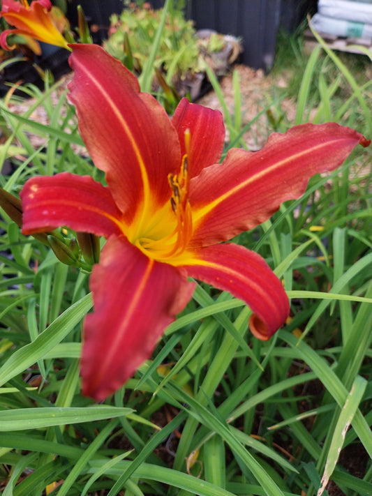 Hemerocallis × cultorum 'Autumn Red' Taglilie