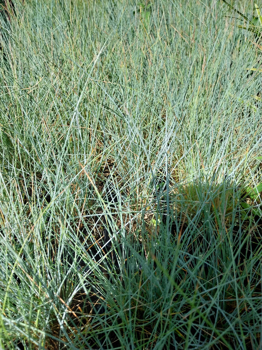 Festuca glauca  Blau-Schwingel