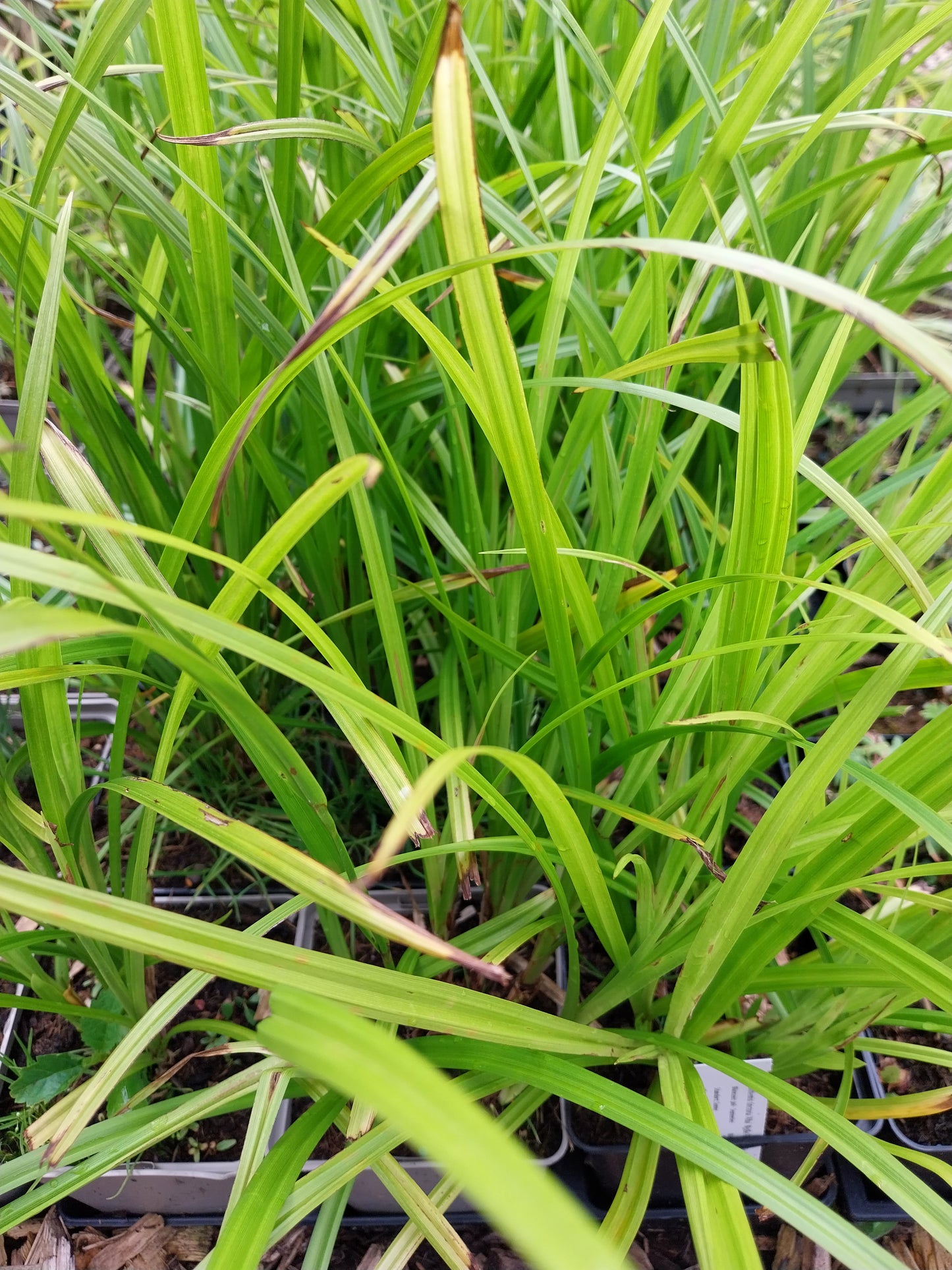 Carex grayi  Morgenstern-Segge