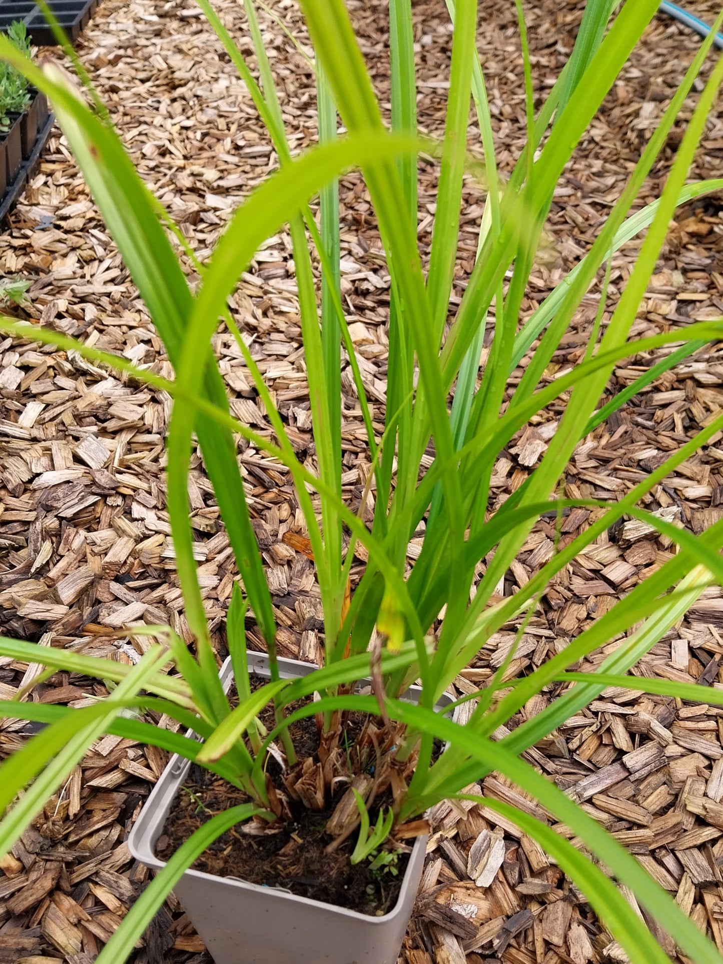 Carex grayi  Morgenstern-Segge