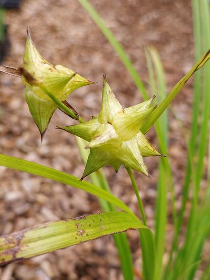 Carex grayi  Morgenstern-Segge