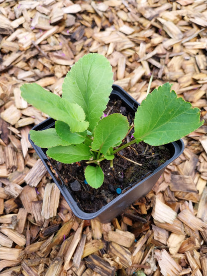 Eryngium planum  Edeldistel, Flachblättriger Mannstreu