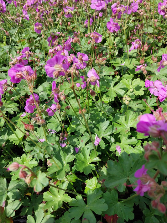 Geranium × cantabrigiense 'Cambridge' Storchschnabel