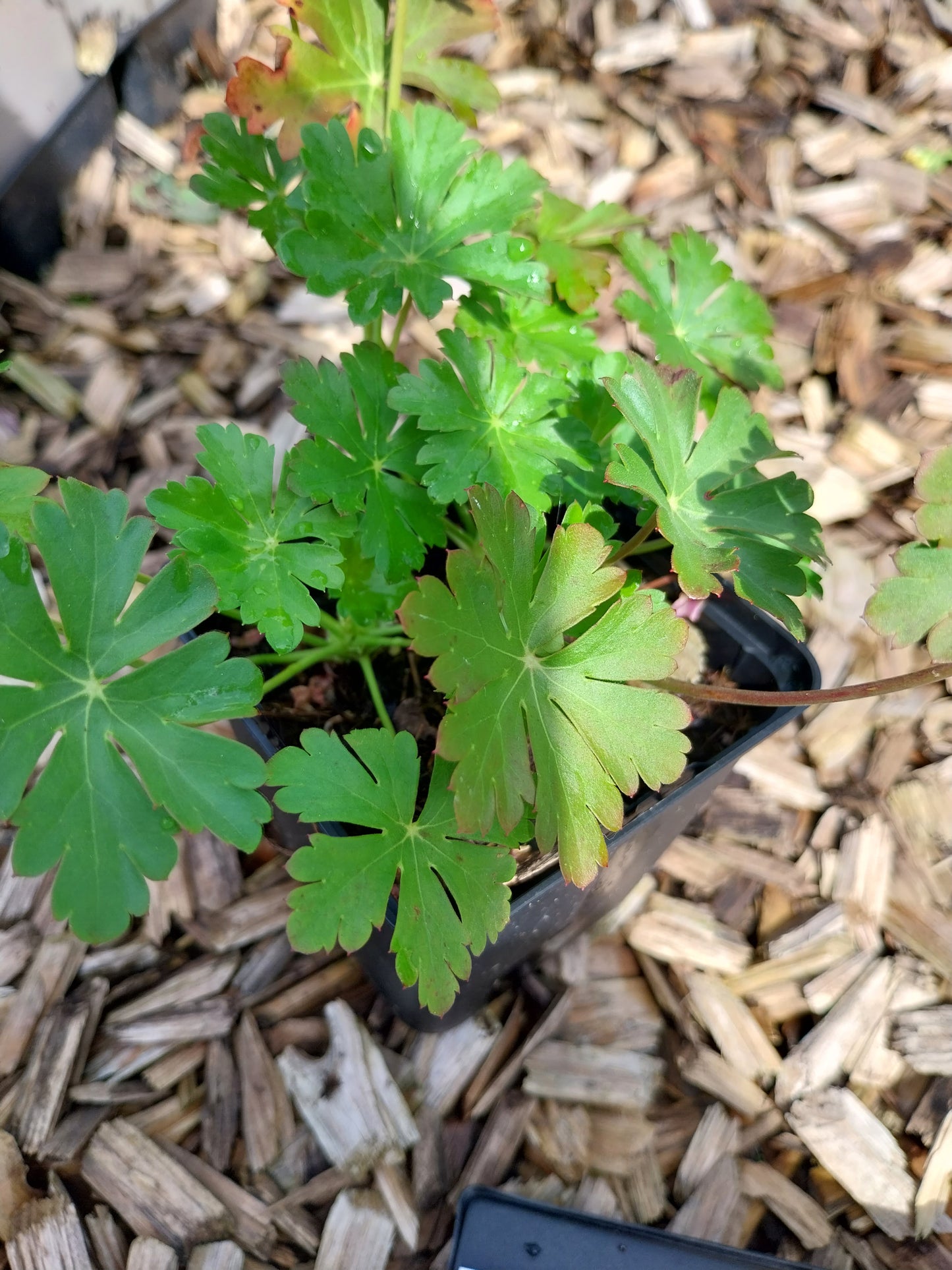 Geranium × cantabrigiense 'Biokovo' Storchschnabel