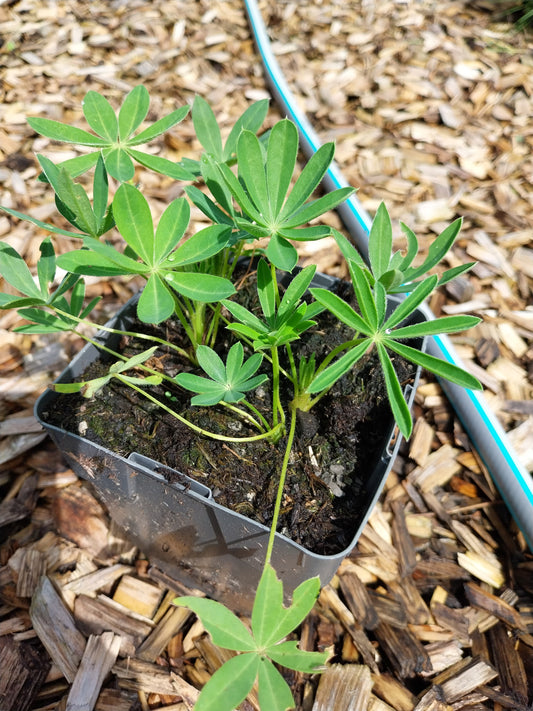 Lupinus polyphyllus 'Fräulein' Lupine