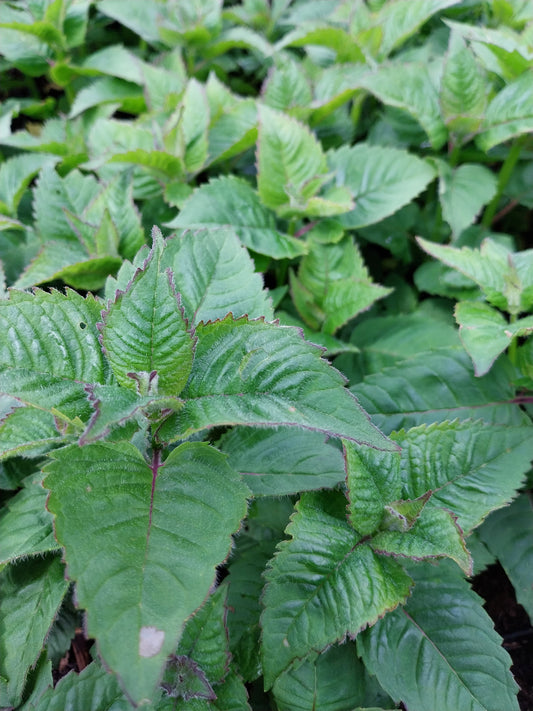 Monarda didyma 'Fireball'® Indianernessel