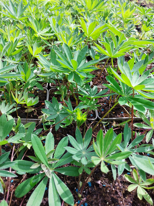 Lupinus polyphyllus 'Schloßfrau' Lupine