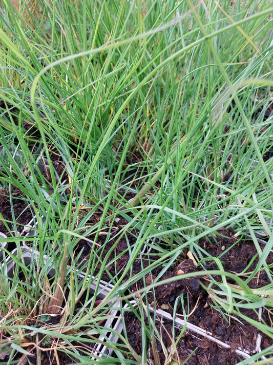 Pennisetum alopecuroides 'Hameln'  Federborstengras