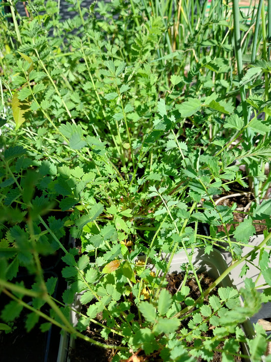 Sanguisorba minor Kleiner Wiesenknopf/ Pimpinelle
