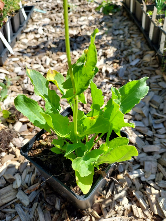 Rumex rugosus Sauer-Ampfer