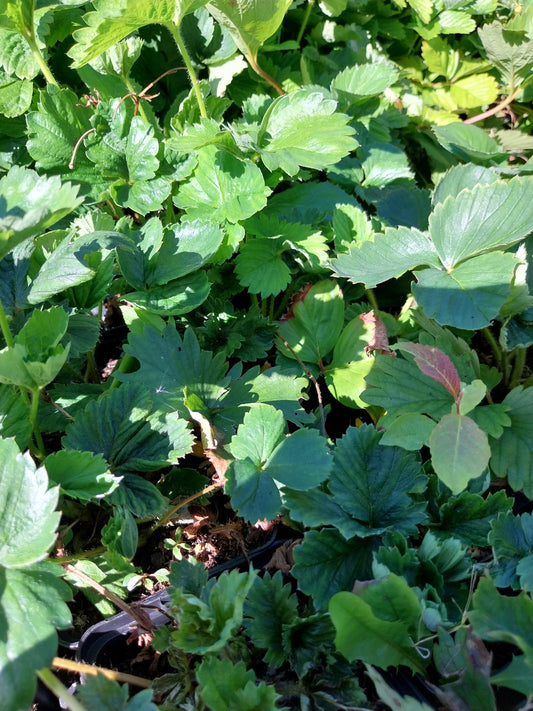 Fragaria x ananassa Erdbeere