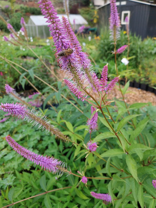 Veronicastrum virginicum 'Fascination' Kandelaberehrenpreis