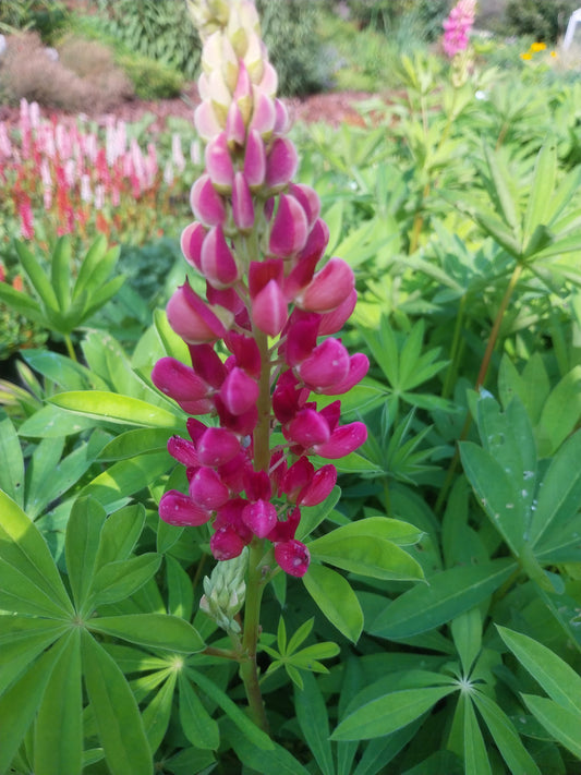Lupinus polyphyllus 'Schloßfrau' Lupine