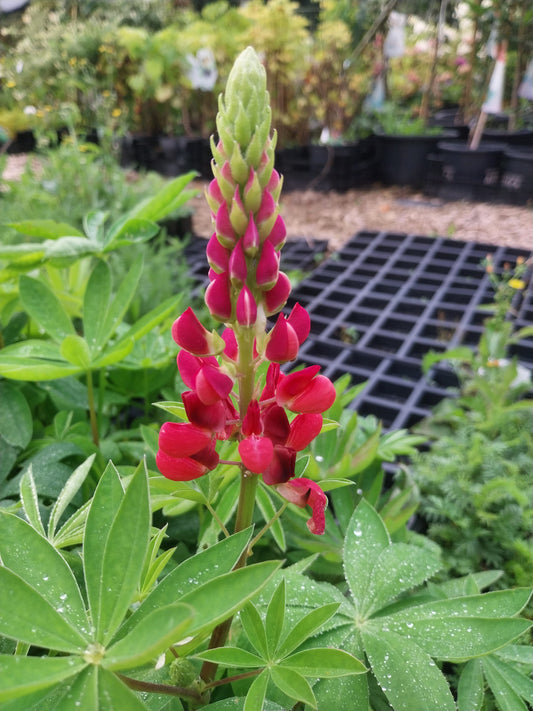Lupinus polyphyllus 'Edelknabe' Lupine