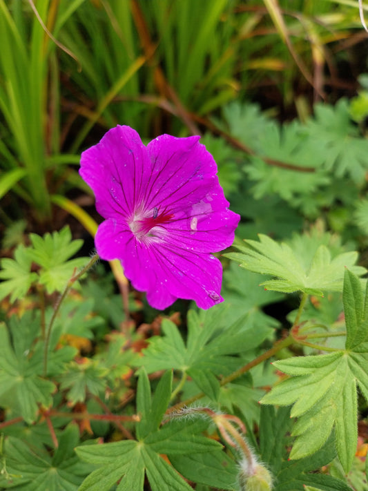 Geranium sanguineum 'Max Frei' Blut-Storchschnabel