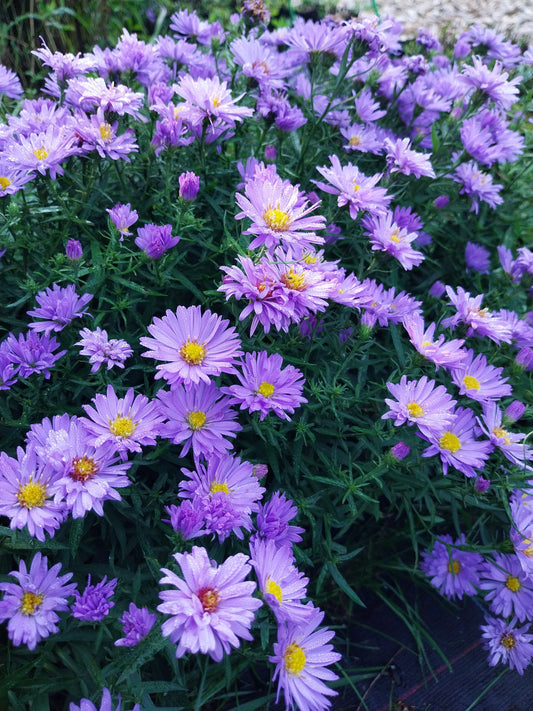 Aster dumosus 'Lady in Blue' Kissen-Aster
